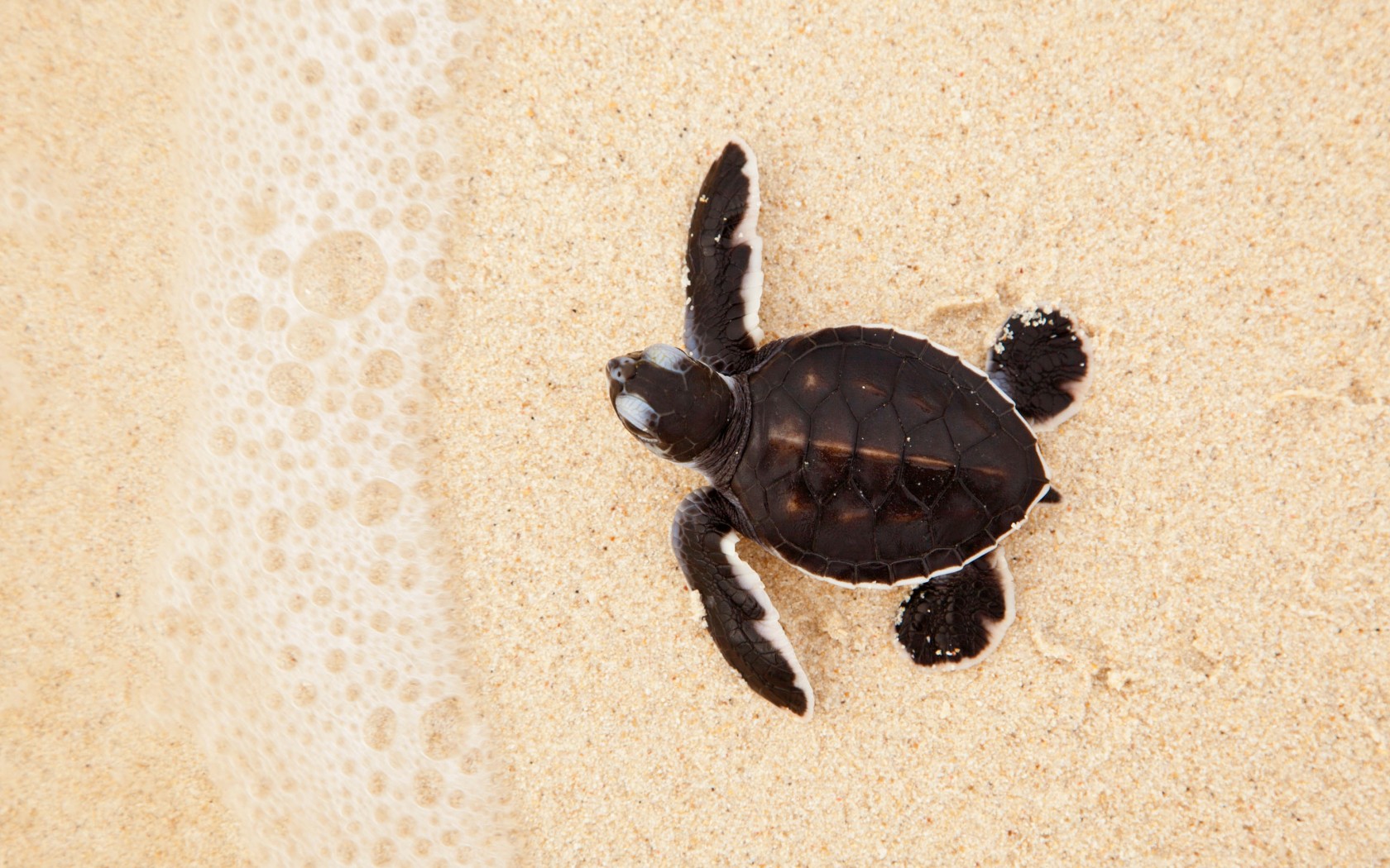 Release Sea Turtle Hatchlings in Cool Things To Do at Barbados Info